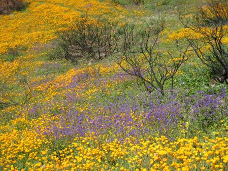 Wildflowers follow fire at Del Dios Hwy, San Diego County
