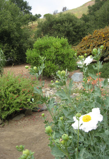 Sarkissian garden